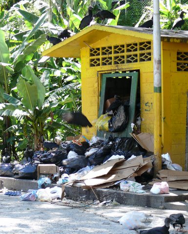 Les vautours dans la ville