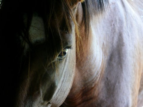 Caballo viejo, photo de J.-L. Crucifix