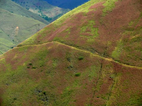 Les tonalités du "campin melao" annoncent Noël