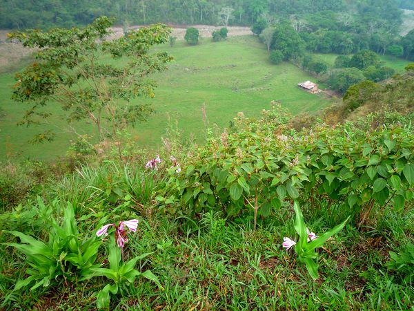 Finca près de Mucuchachí (Venezuela)