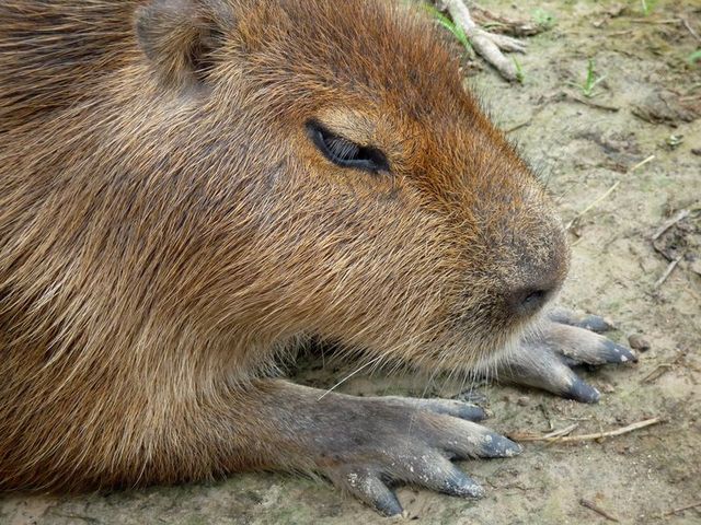 Chigüire ou capybara