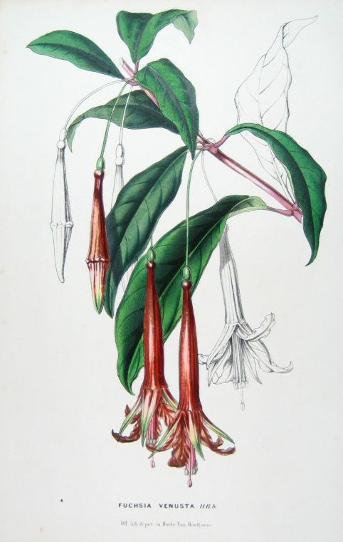 Fuchsia venusta, plante décrite par Bonpland