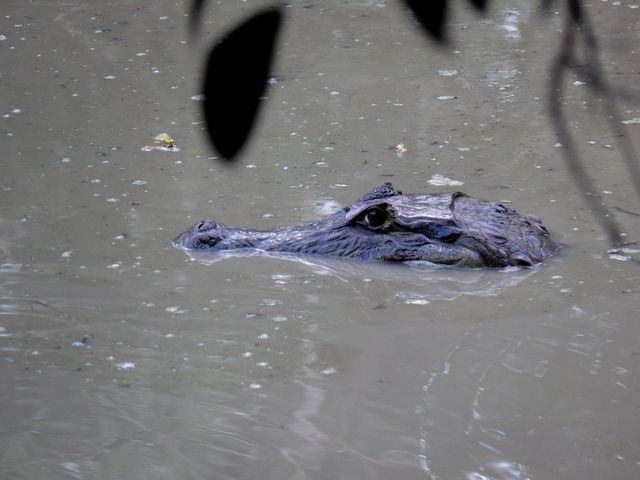 Caïman à lunettes à l'affût
