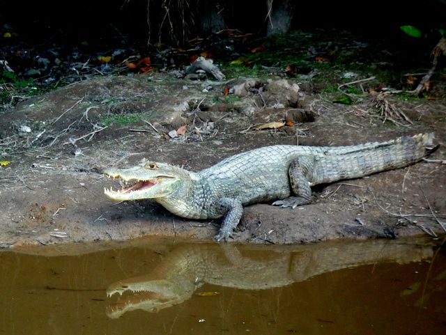 Caïman à lunettes (Caiman crocodilus)