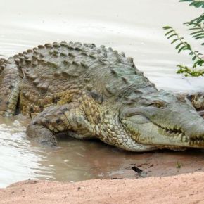 Crocodile ou caïman&nbsp;?