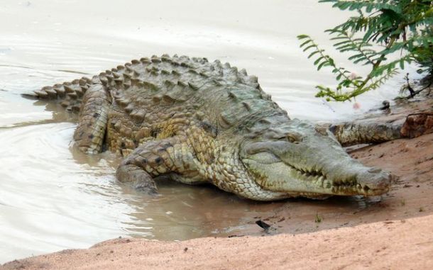 Crocodile de l’Orénoque (Crocodylus intermedius) Crocodile de l’Orénoque (Crocodylus intermedius)
