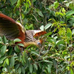 Un punk préhistorique