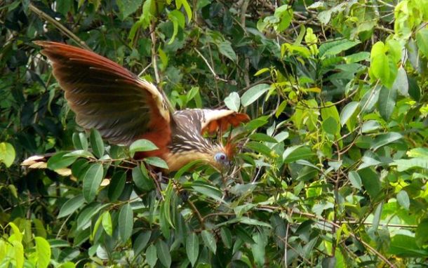 Le hoazin huppé (Opisthocomus hoazin)