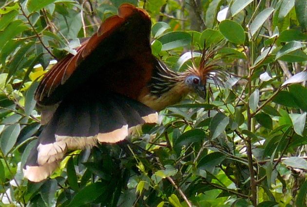 Hoazin huppé (Opisthocomus hoazin)