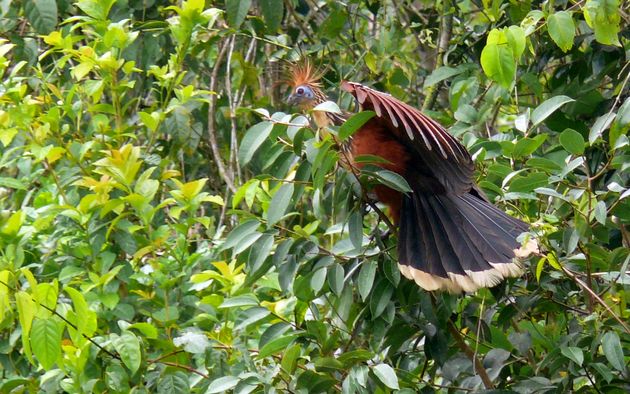 Hoazin huppé (Opisthocomus hoazin)