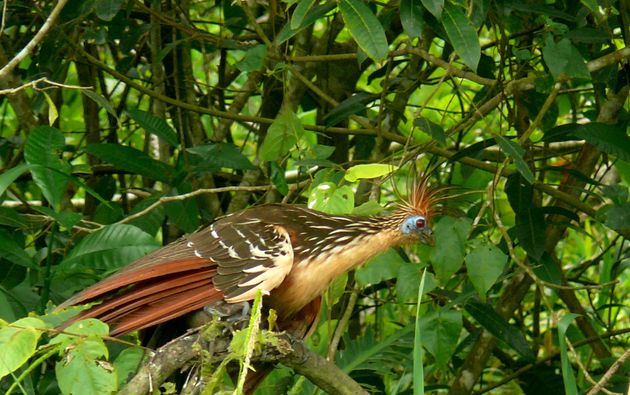 Hoazin huppé (Opisthocomus hoazin)