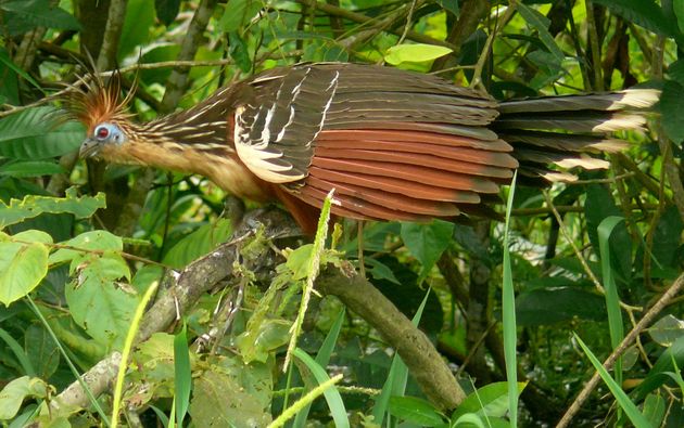 Hoazin huppé (Opisthocomus hoazin)