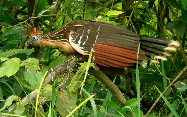 Hoazin huppé (Opisthocomus hoazin)