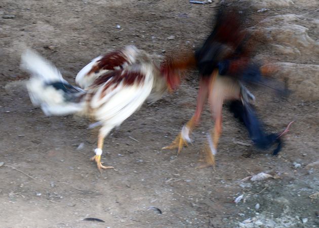 combat de coqs