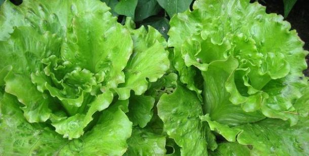 Laitue verte
