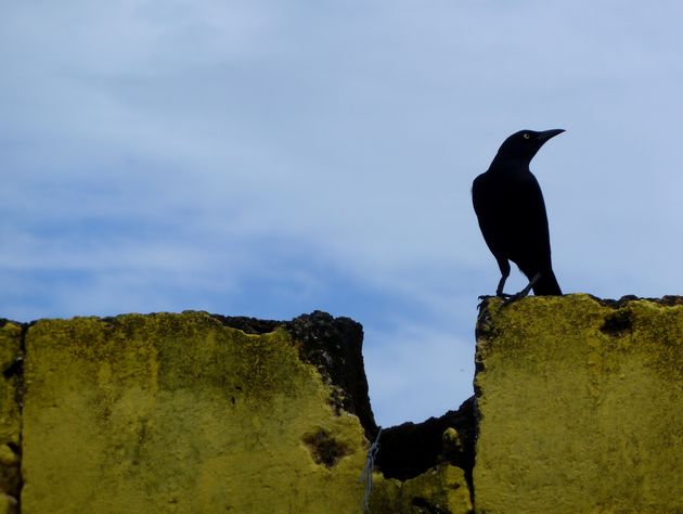 Quiscale merle (Quiscalus lugubris)