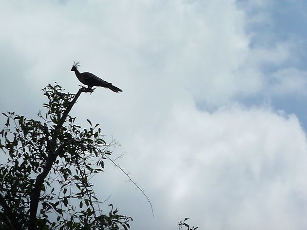 oiseaux llanos hoatzin