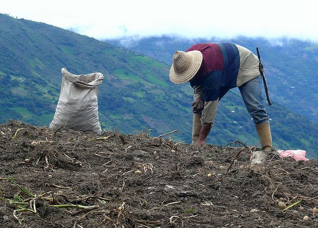 paysan andin (Venezuela)