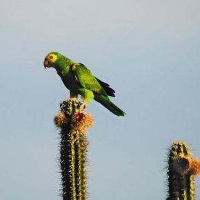 À Margarita, perroquets en danger&nbsp;!