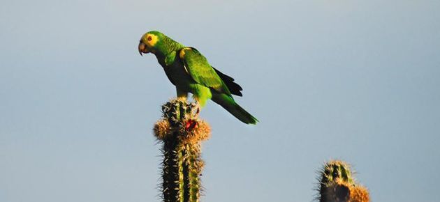 Amazona barbadensis