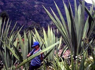 La récolte du fique