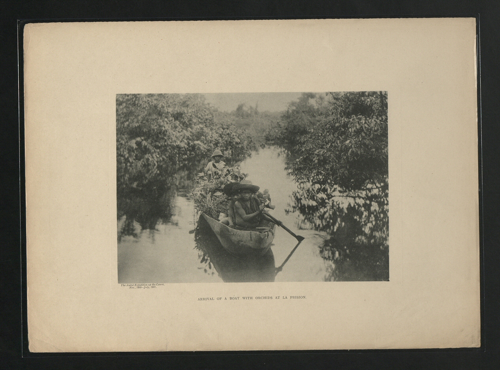 Arrivée d'un bateau chargé d'orchidées à La Prision