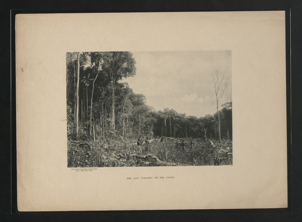 La dernière clairière sur le Caura